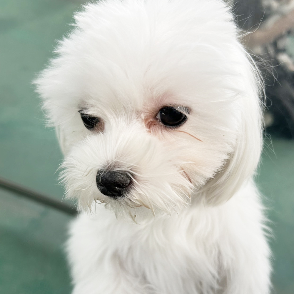 生徒が撮影してくれたモデル犬☆①